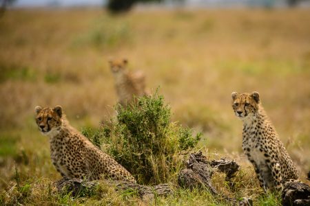 Kenya Odyssey to Mombasa Coast
