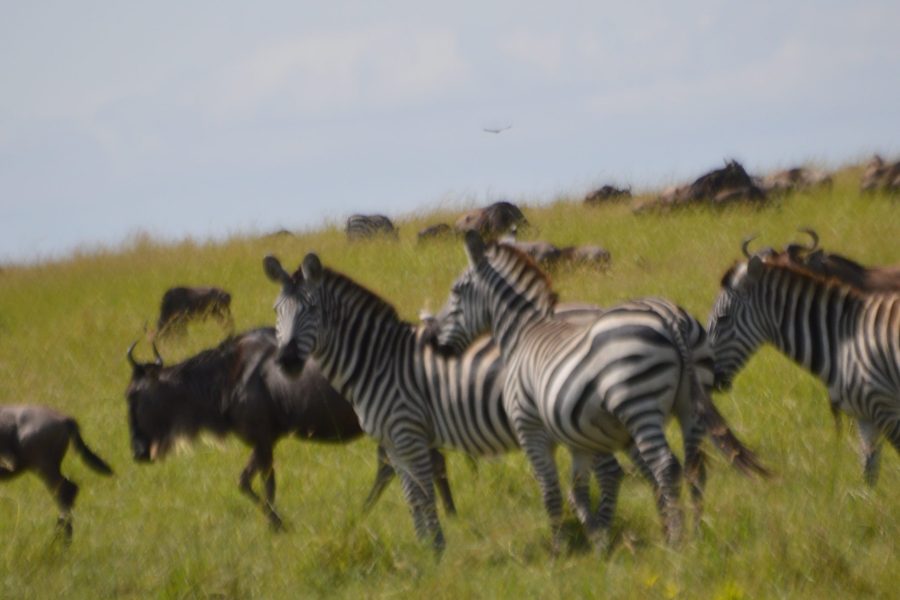 Kilimanjaro Safari to Mombasa Coast