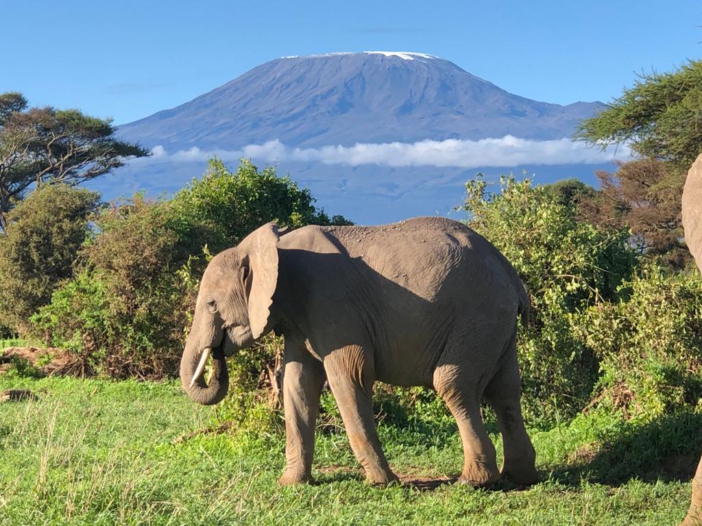 Amboseli