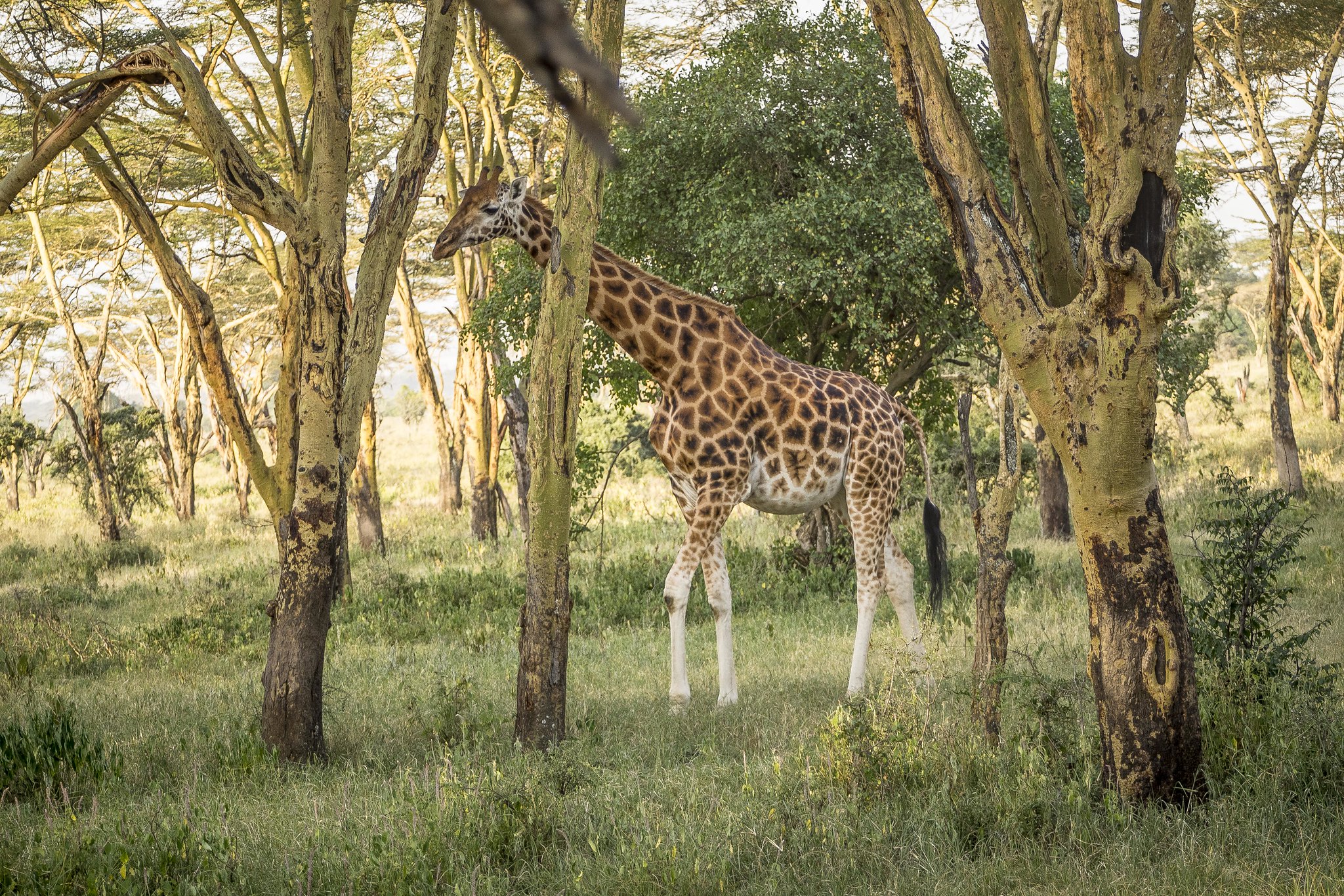 Nakuru