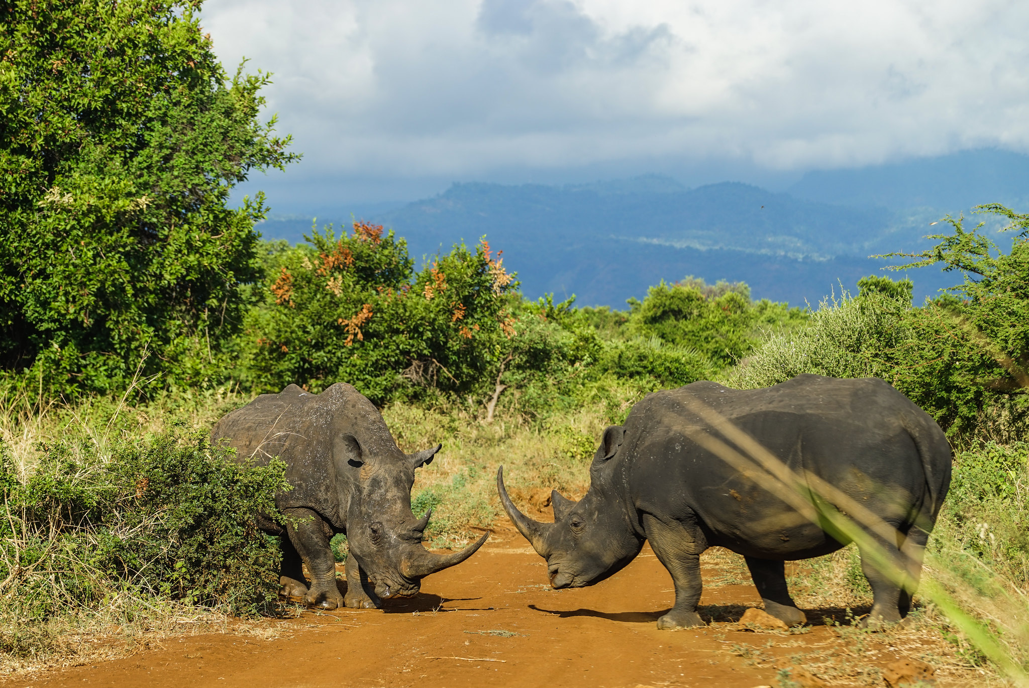 Meru National Park