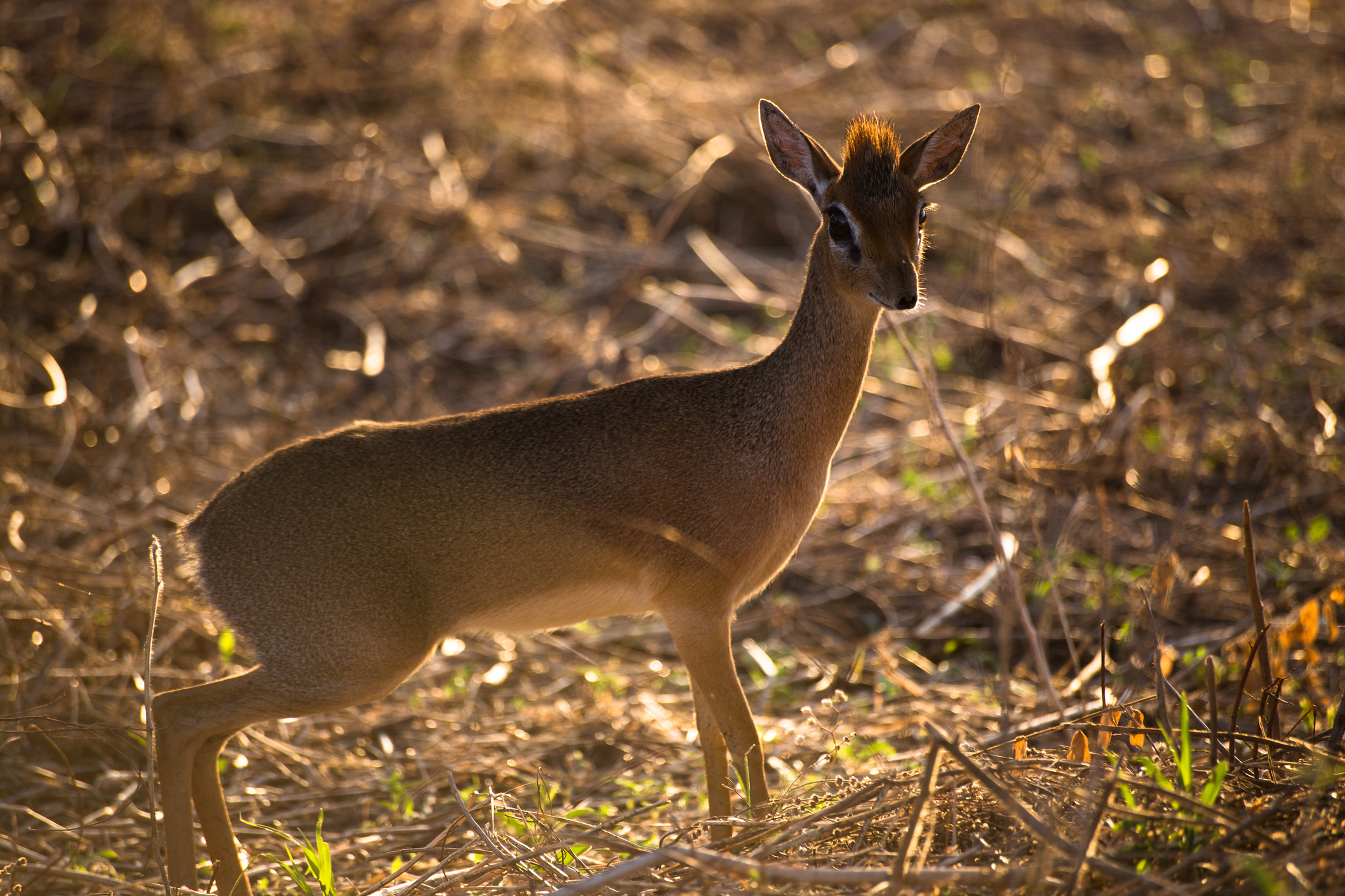 Tarangire National Park