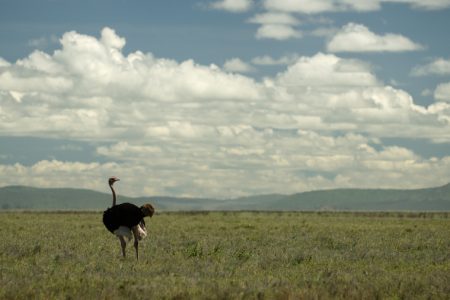Highlights of Tanzania