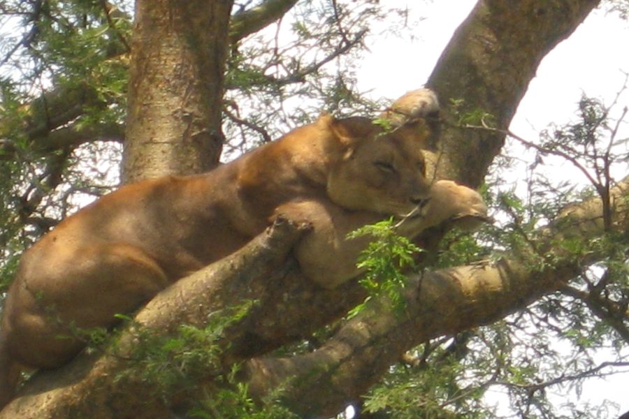 Tree climbing lion