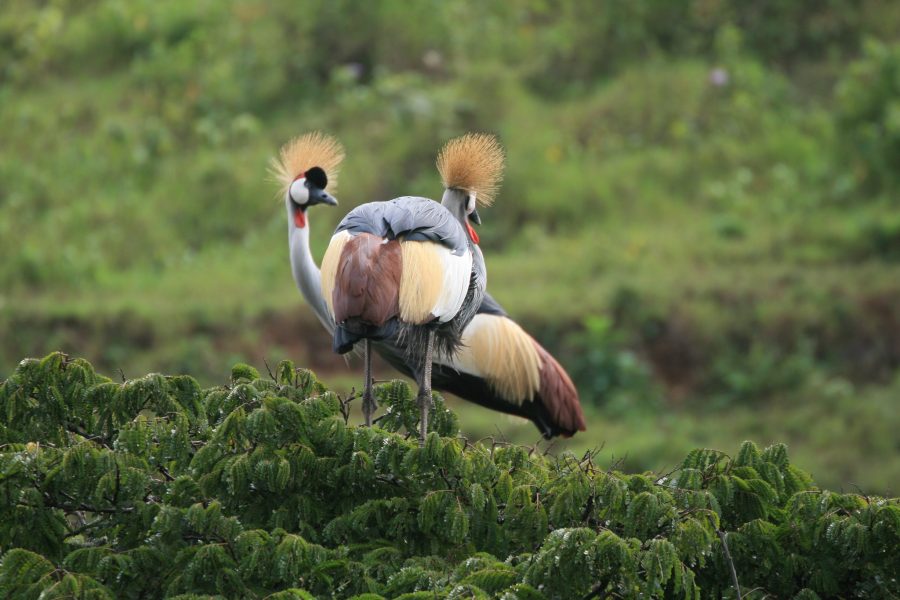 15 Day Uganda Nature Tour