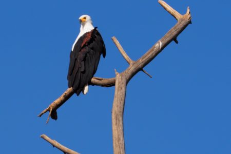 11 days South circuit Tanzania-Ngorongoro